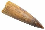 Fossil Spinosaurus Tooth - Real Dinosaur Tooth #345583-1